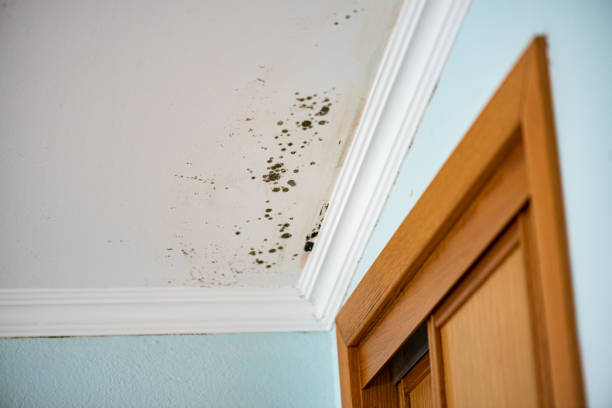 Best Certified Mold Removal  in Hillview, KY