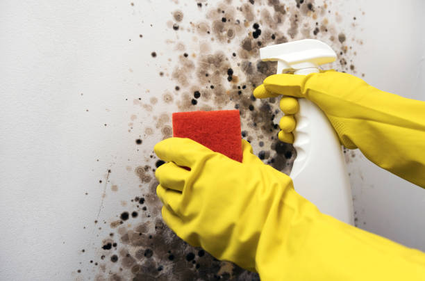 Mold Removal and Inspection in Hillview, KY