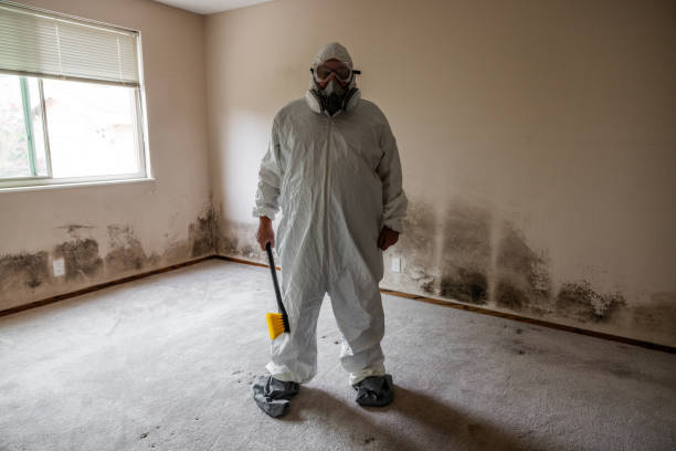 Best Attic Mold Removal  in Hillview, KY