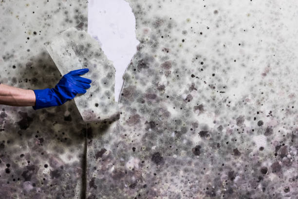 Best Local Mold Removal Service  in Hillview, KY