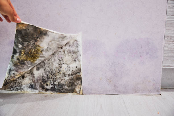 Best Commercial Mold Removal  in Hillview, KY